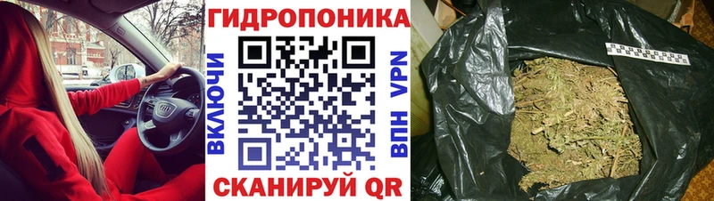omg как войти  даркнет сайт  Елизово  Шишки марихуана планчик 